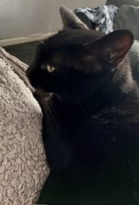 Bella